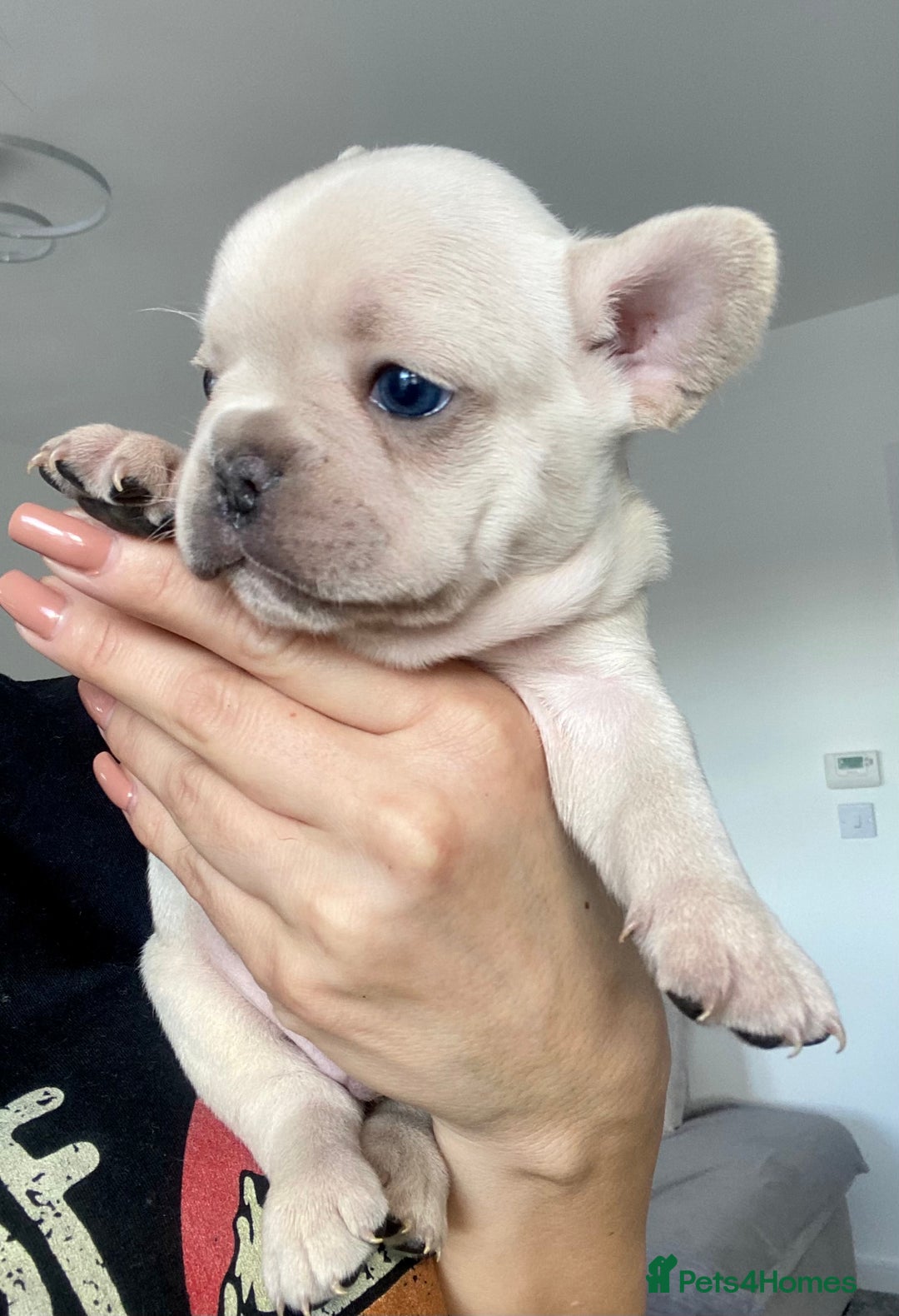 French Bulldog dogs for stud: 🌟🔥LILAC PLATINUM KC REG FRENCH BULLDOG STUD🔥🌟 in Uxbridge - Image 27