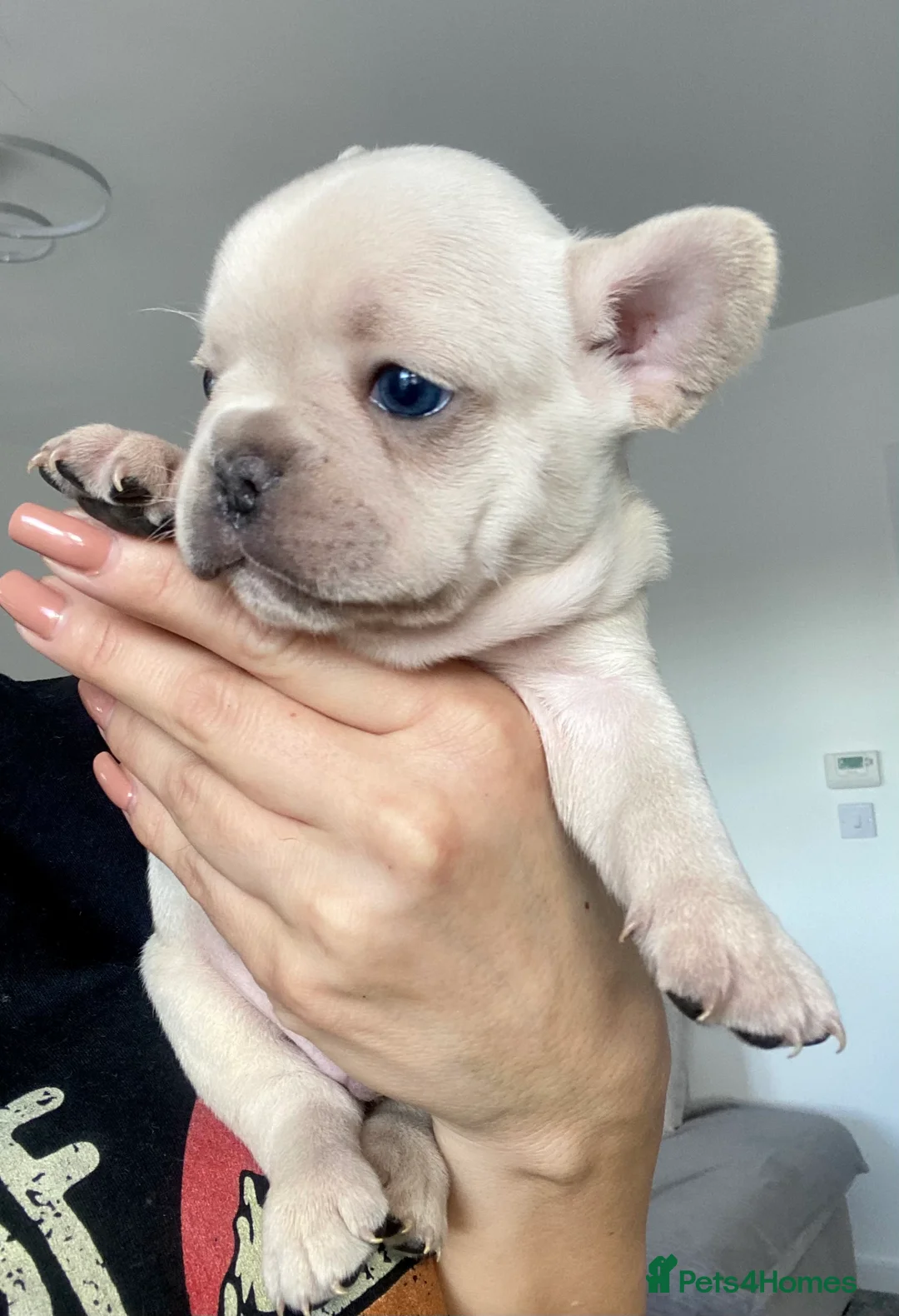 French Bulldog dogs for stud: 🌟🔥LILAC PLATINUM KC REG FRENCH BULLDOG STUD🔥🌟 in Uxbridge - Advert 22