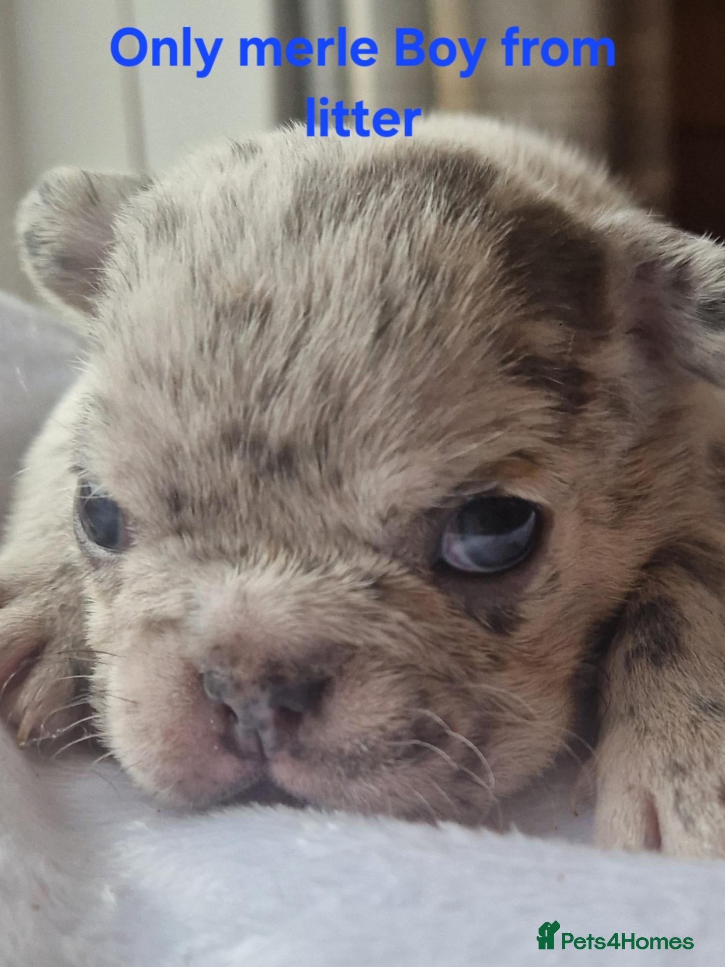French Bulldog dogs PEDIGREE FRENCH BULLDOG PUPPIES. - Advert 4