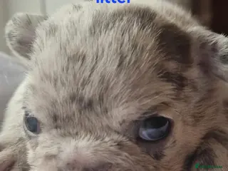 French Bulldog dogs PEDIGREE FRENCH BULLDOG PUPPIES. - Advert 4