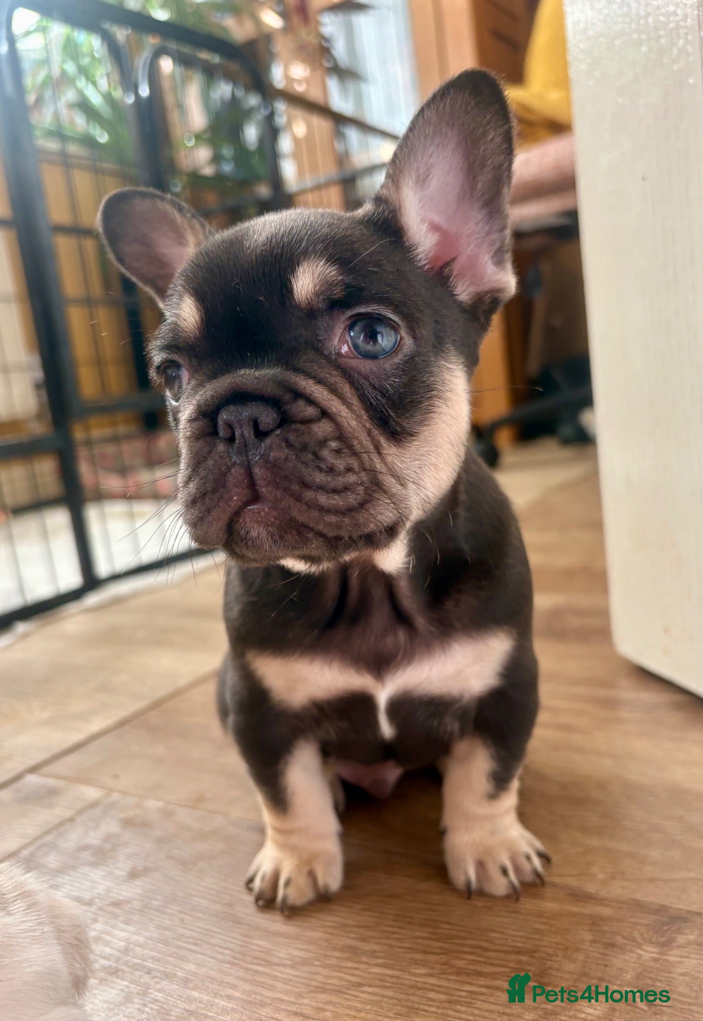 French Bulldog dogs French Bulldog Babies Ready Now - Advert 5