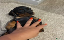 Miniature Dachshund dogs for sale: STUNNING MINIATURE DACHSHUND PUPPIES - Image 2