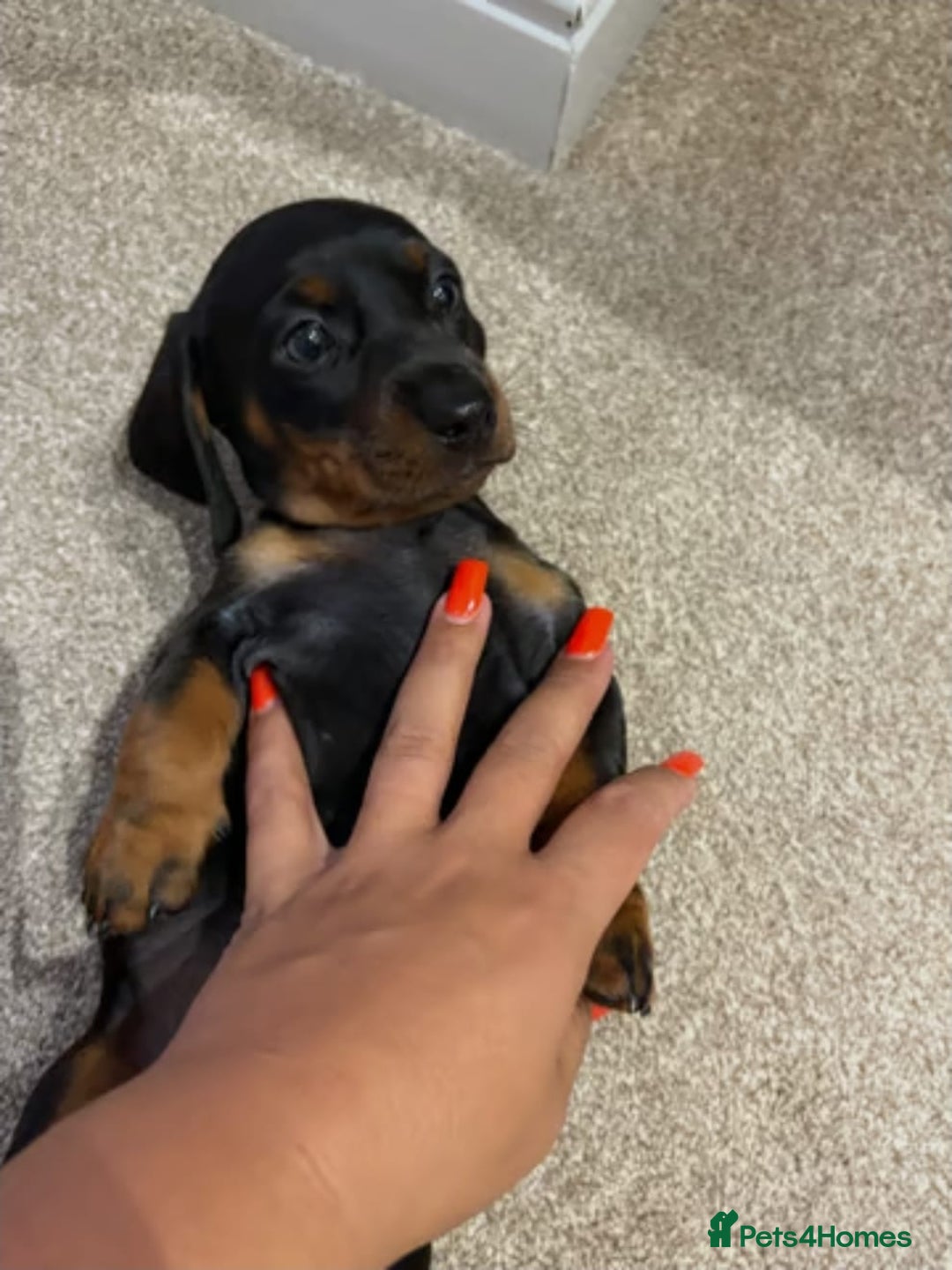 Miniature Dachshund dogs for sale: STUNNING MINIATURE DACHSHUND PUPPIES - Image 2