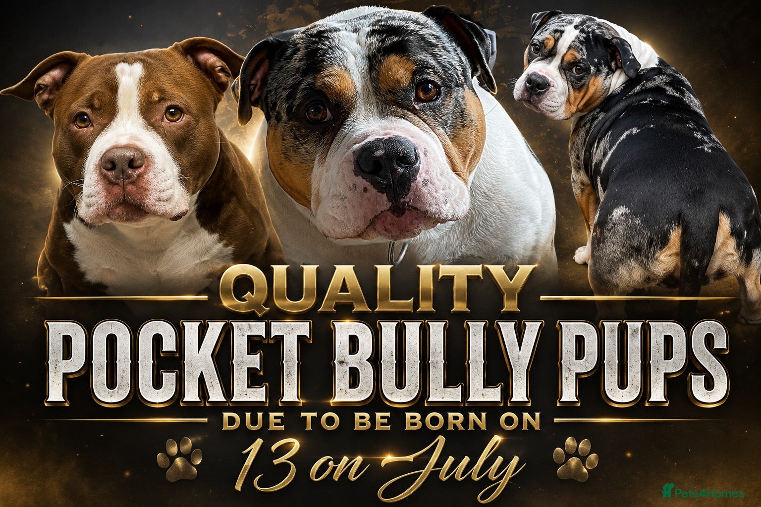 American Bully dogs Stunning Pocket Bully pups paymentplans available - Advert 2