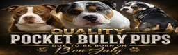 American Bully dogs for sale: Stunning Pocket Bully pups paymentplans available - Advert 1