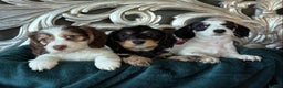 Miniature Dachshund dogs for sale: 5 star licensed breeder  - Advert 2