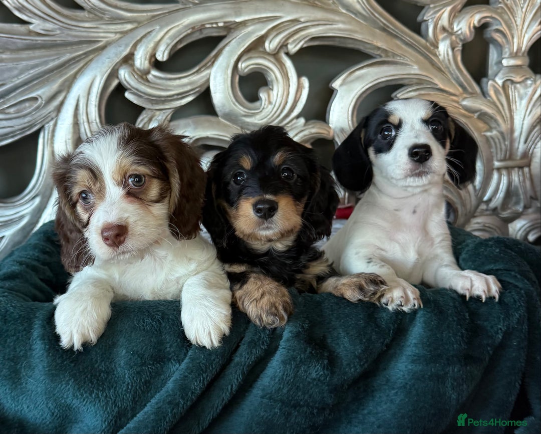 Miniature Dachshund dogs for sale: 5 star licensed breeder  - Advert 2