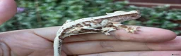 Gecko reptiles for sale: Crested geckos  - Advert 8