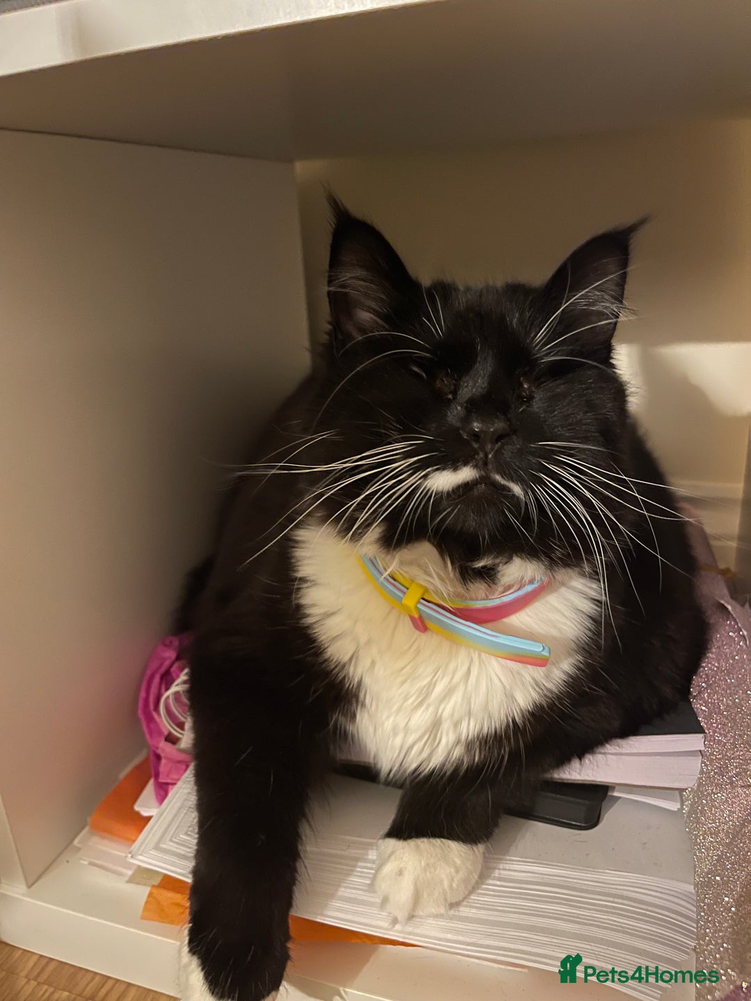 British Longhair cats for sale: 4 year old blind stick needs a new home - Advert 19