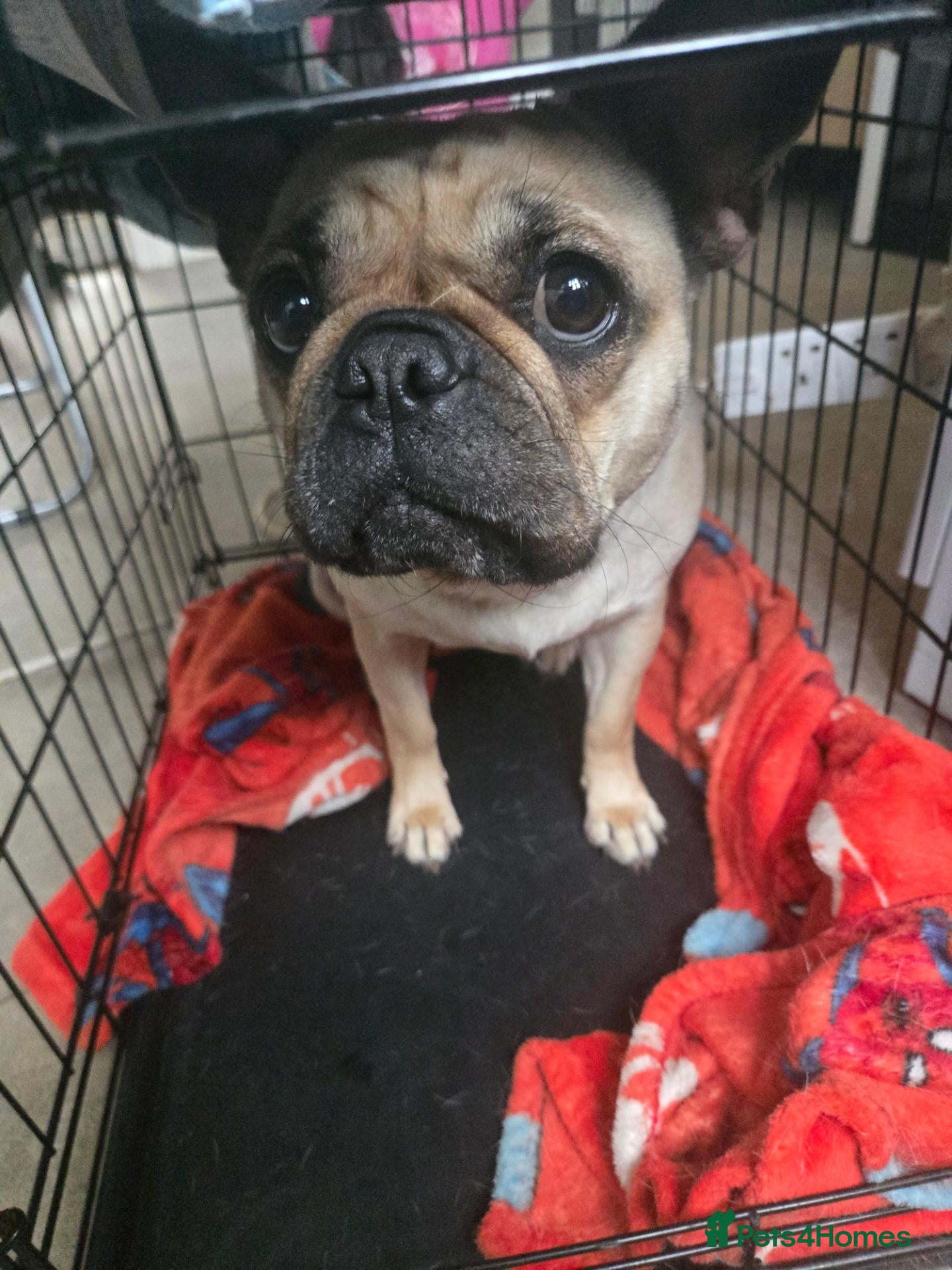 Frug dogs Leyla for sale - Advert 1