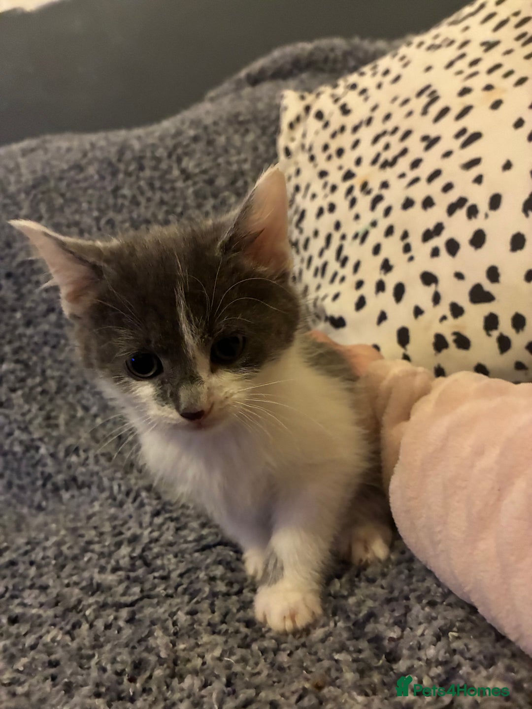 Mixed Breed cats for sale: Five kittens looking for their forever home  - Advert 19