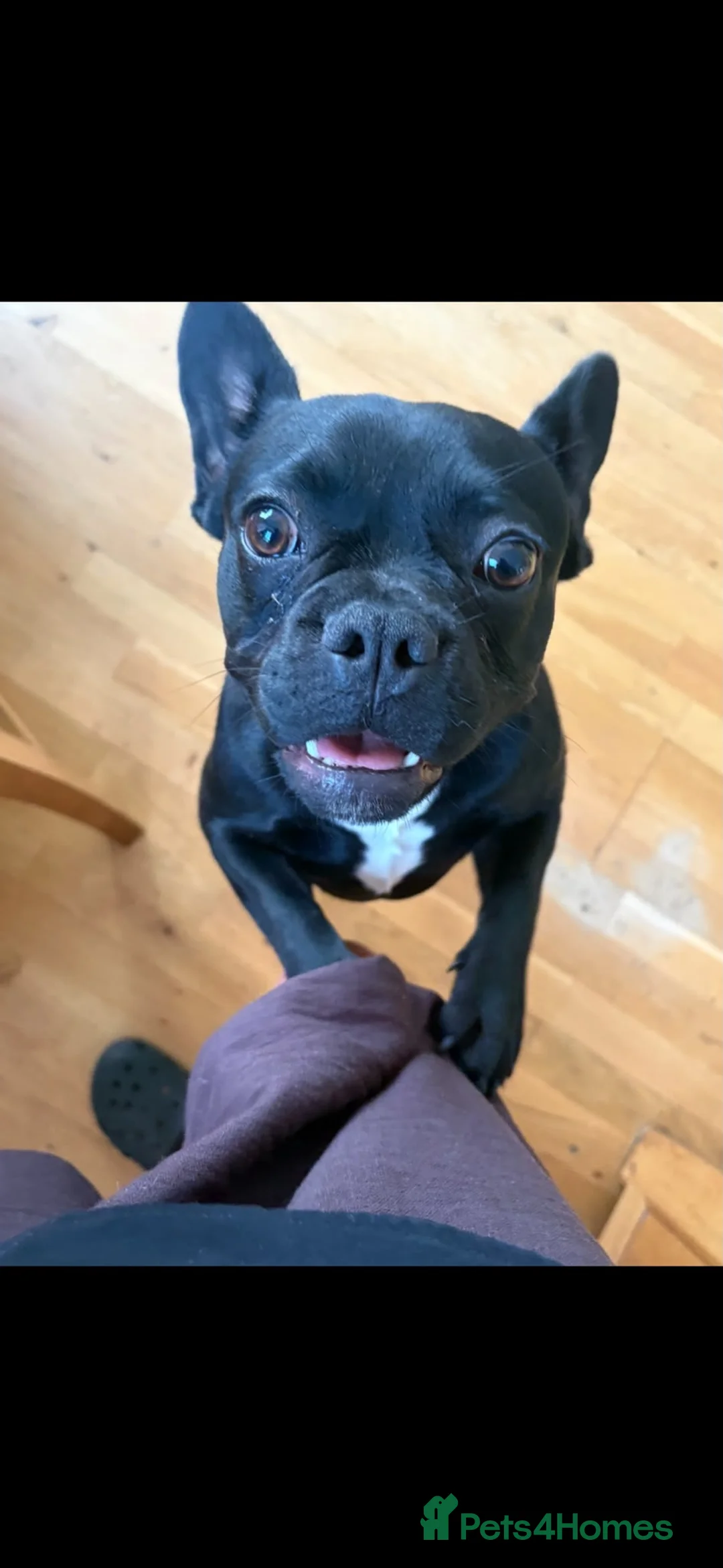 French Bulldog dogs for sale: Female French Bulldog - Advert 2