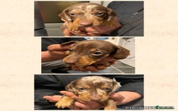 Dachshund dogs for sale: Dachshund Puppies for sale  - Image 1