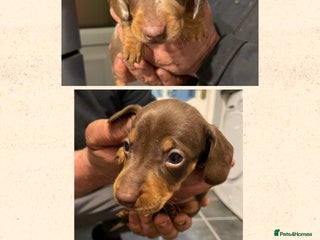 Dachshund dogs - Advert 7