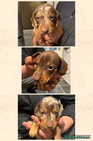 Dachshund dogs - Advert 1