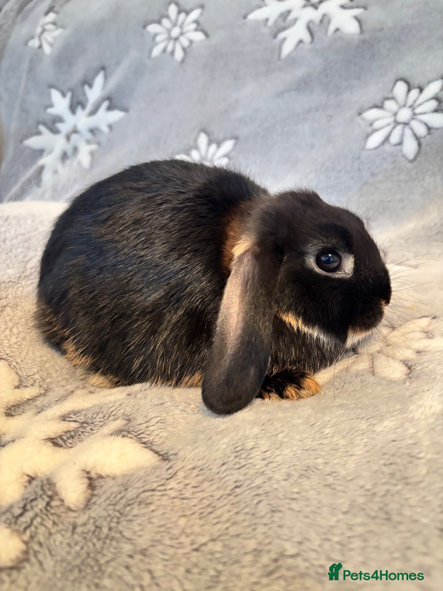 Mixed Breed rabbits 4 mini lop cross 3 female 1 male - Advert 2