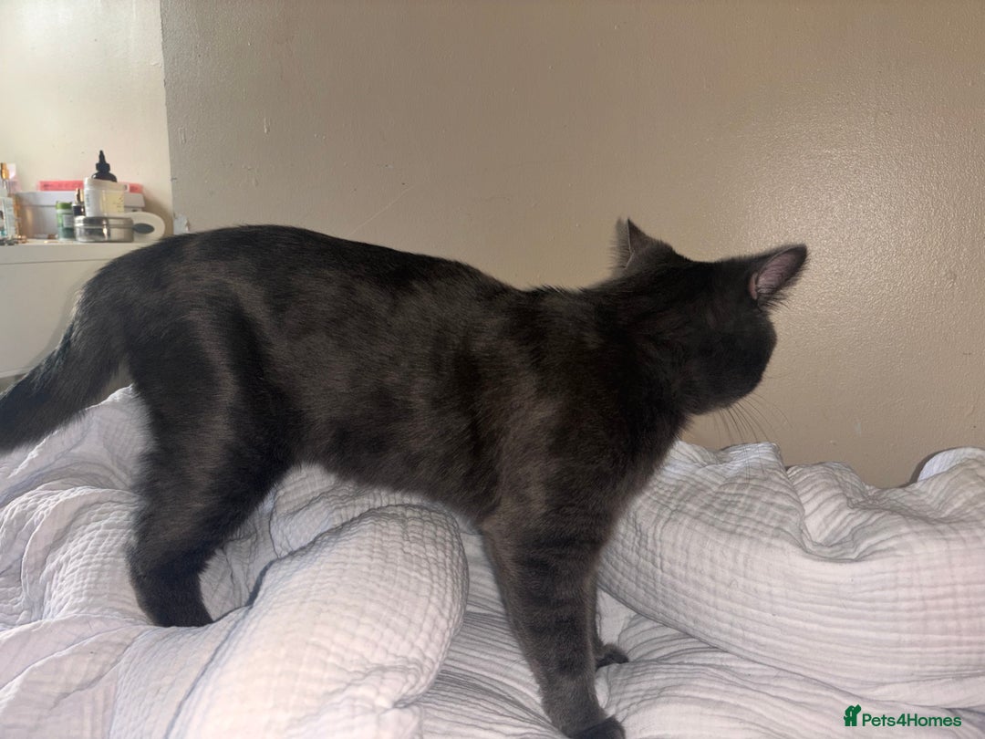 British Shorthair cats for sale: Male Blue grey bsh cat  - Image 9