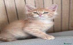 Maine Coon cats for sale: 🌟🌟Beautiful Maine Coon kittens 🌟🌟 - Image 31