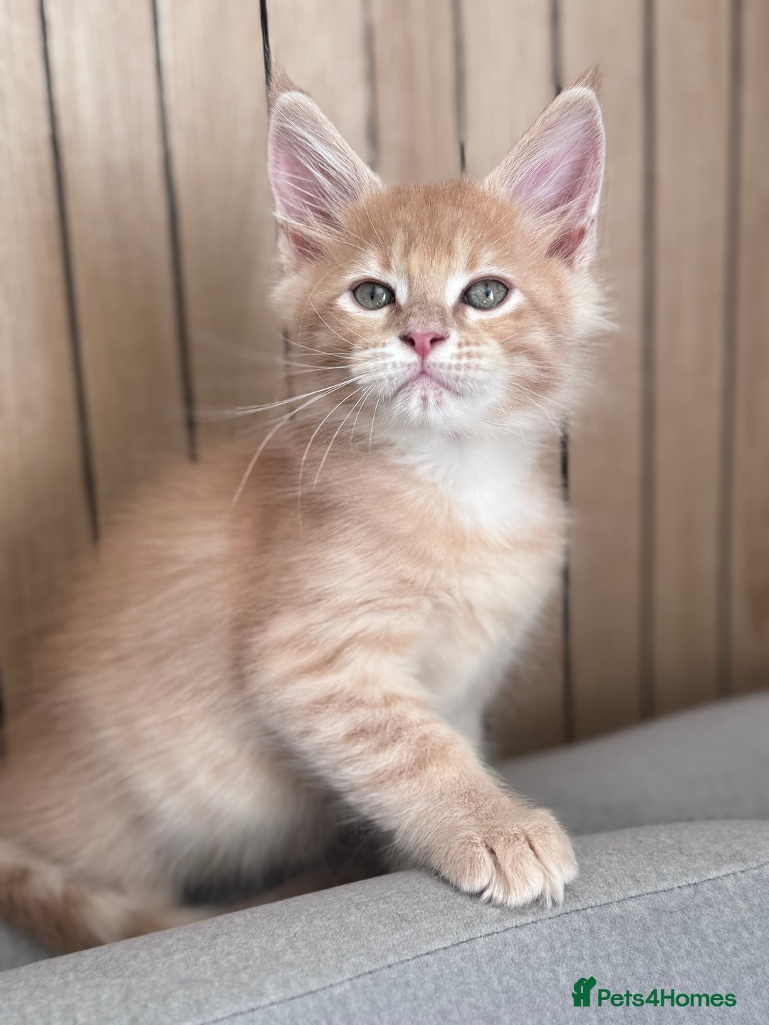Maine Coon cats for sale: 🌟🌟Beautiful Maine Coon kittens 🌟🌟 - Image 31