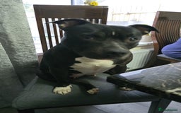 Staffordshire Bull Terrier dogs for sale: Mariusz  - Image 39
