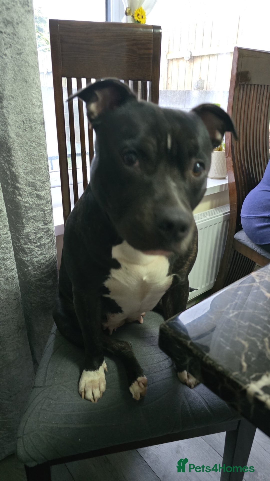 Staffordshire Bull Terrier dogs for sale: Mariusz  - Image 39
