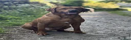 Labrador Retriever dogs for sale: *READY 30/7/26, KC Reg Black Labrador Puppies* - Advert 8