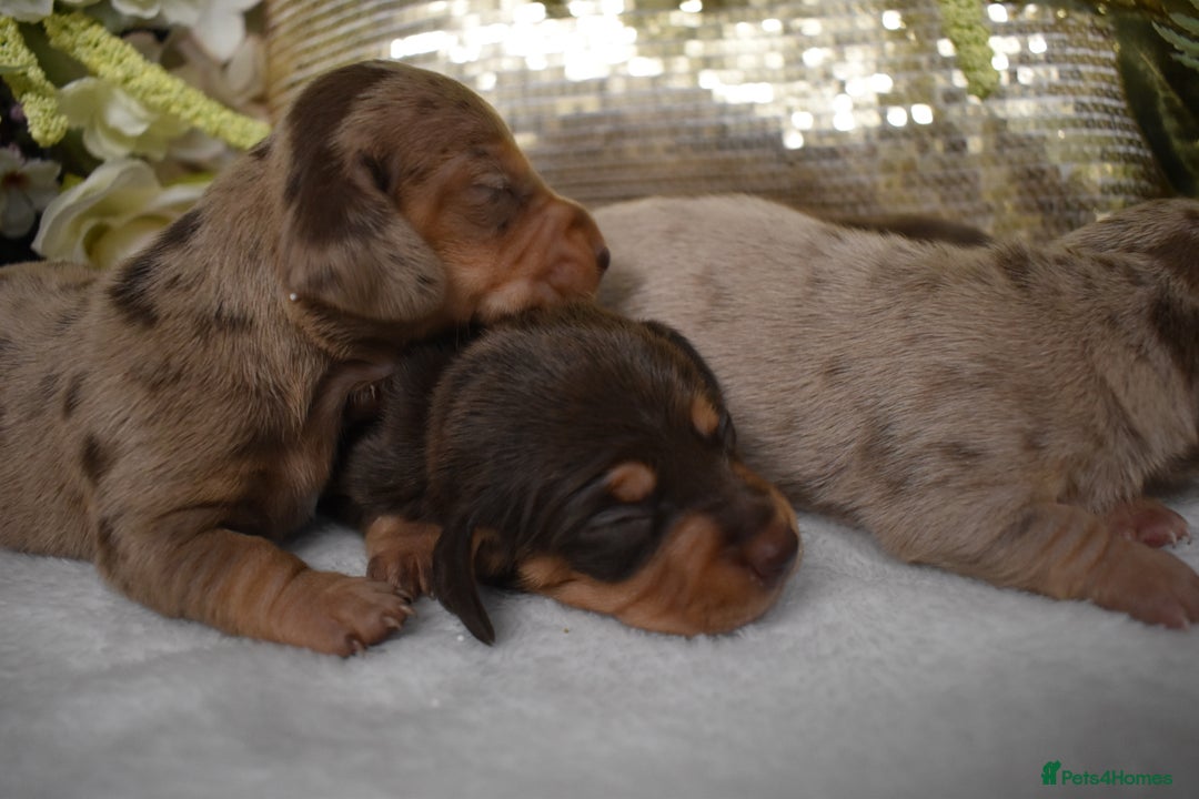 Miniature Dachshund dogs for sale: KC Smooth Coat Miniature Dachshund Puppies - Advert 7
