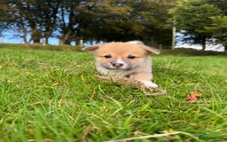 Welsh Corgi Pembroke dogs for sale: Beautiful Registered Pembroke Corgis - Image 4