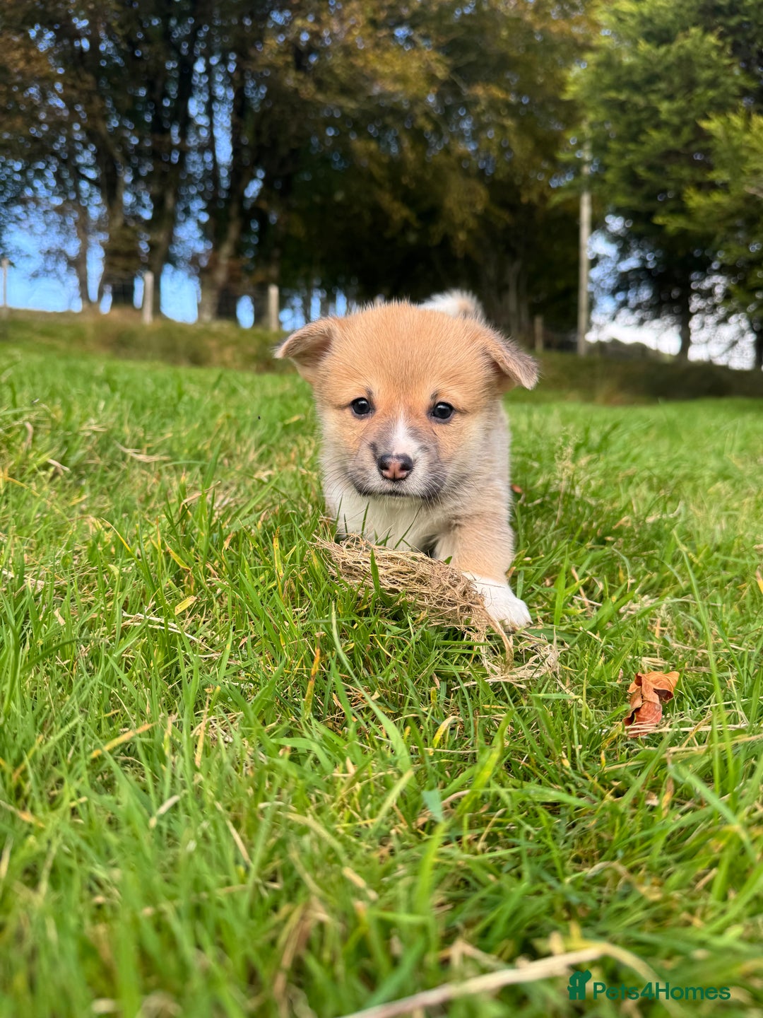 Welsh Corgi Pembroke dogs for sale: Beautiful Registered Pembroke Corgis - Image 4
