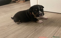 Mixed Breed dogs for sale: Pocket bully cross chow chow trio coloured boy! - Advert 10