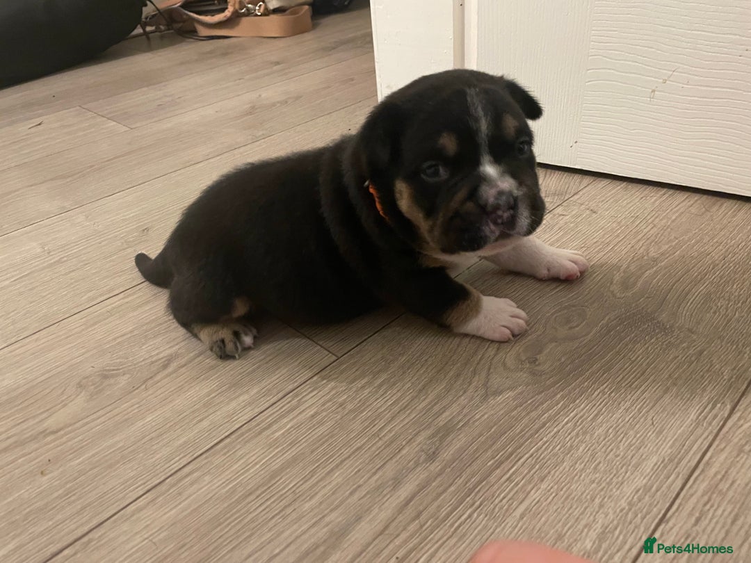 Mixed Breed dogs for sale: Pocket bully cross chow chow trio coloured boy! - Advert 10