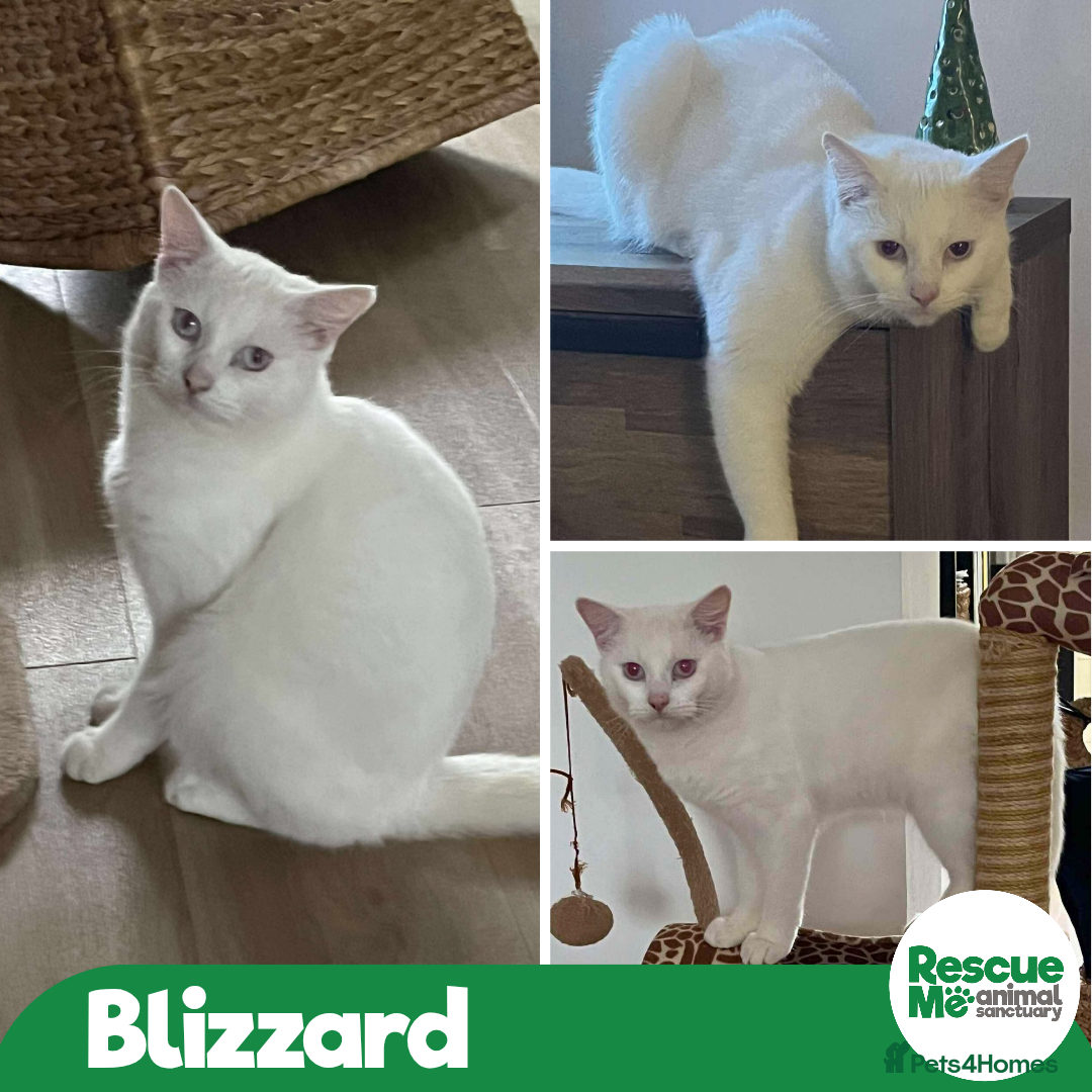 Mixed Breed cats Meet Blizzard – our big, beautiful snow boy  - Advert 7