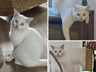 Mixed Breed cats Meet Blizzard – our big, beautiful snow boy - Advert 7