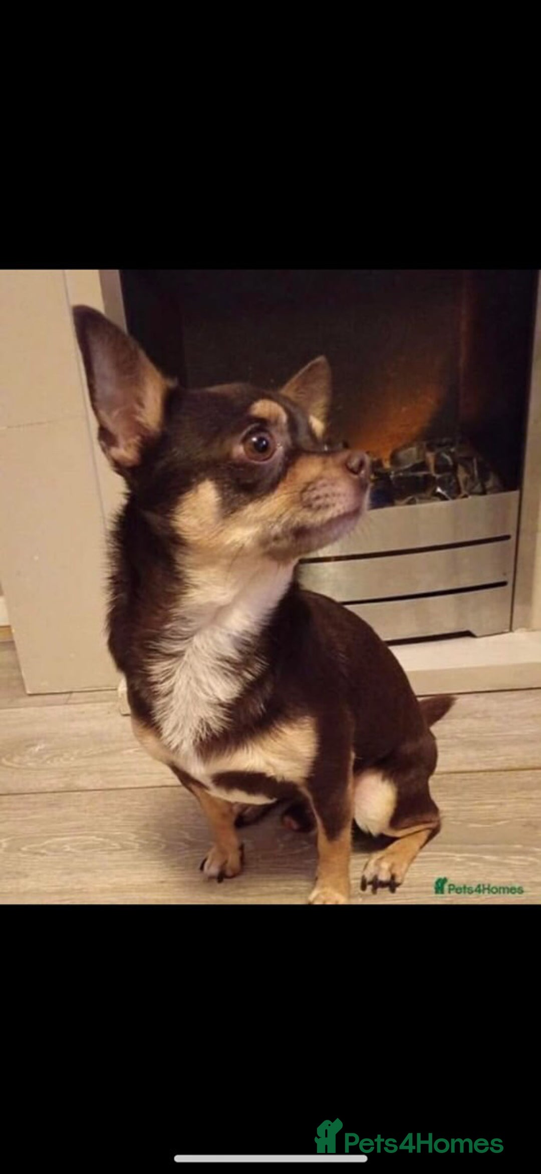 Pomchi dogs for sale: 🐾POMCHI PUPPIES🐾 - Image 4