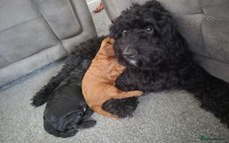 Cockapoo dogs for sale: Cockapoo girl puppy - Image 4