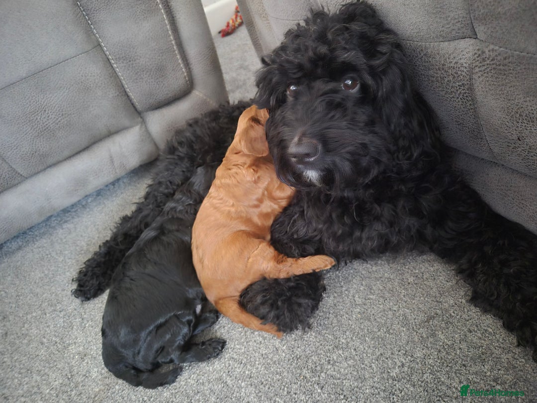 Cockapoo dogs for sale: Cockapoo girl puppy - Image 4