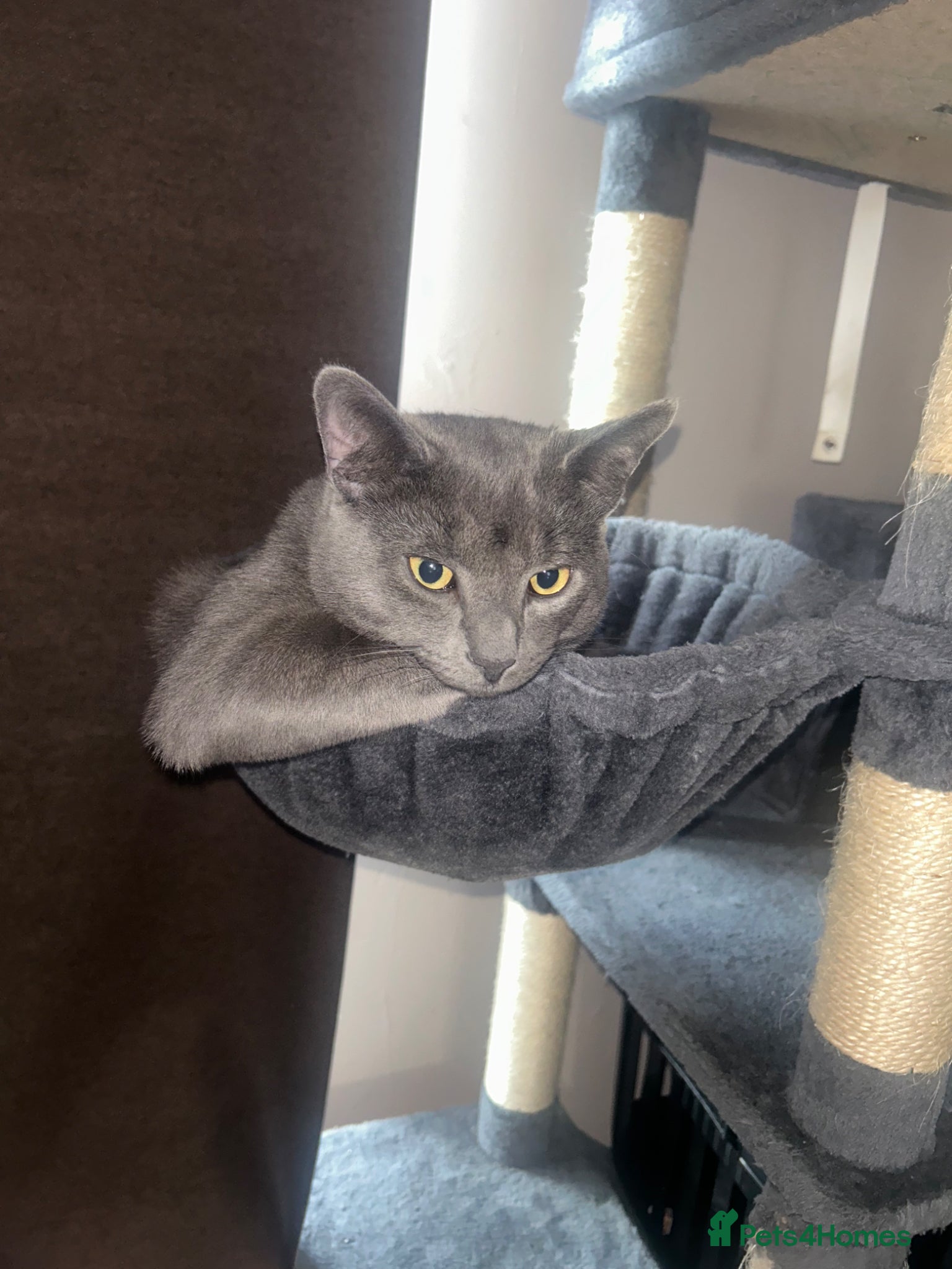 Mixed Breed cats for sale: Beautiful Russian Blue Cross/Snowshoe-Type Kittens - Advert 4