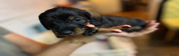 Miniature Dachshund dogs for sale: Adorable Miniature Wired haired Dachshund puppies - Advert 5