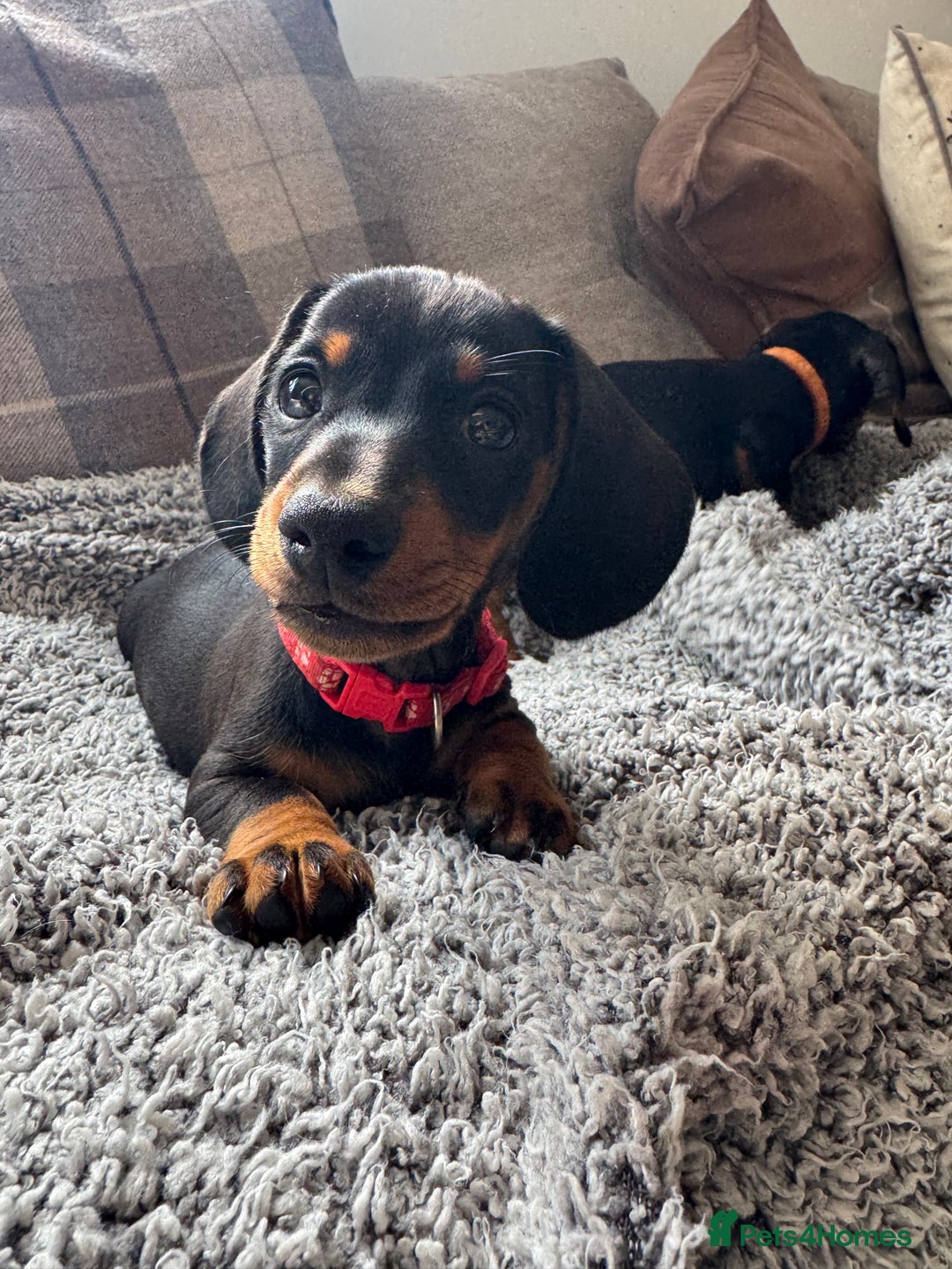 Miniature Dachshund dogs for sale: Last Boy *KC, PRA clear mini Dachshund puppies - Image 24