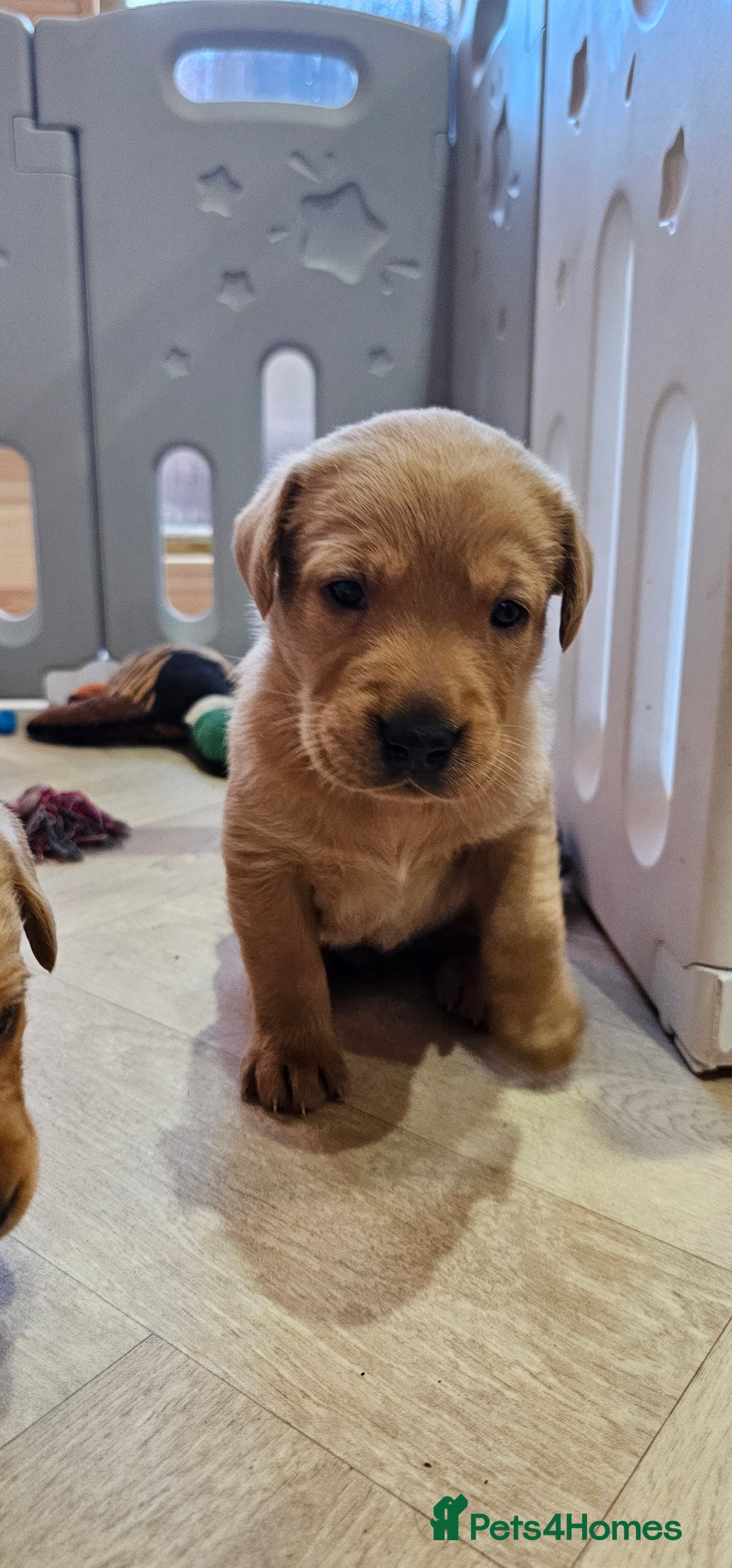 Labrador Retriever dogs for sale: 6 STUNNING KC REG FOX RED LABRADORS  - Advert 11