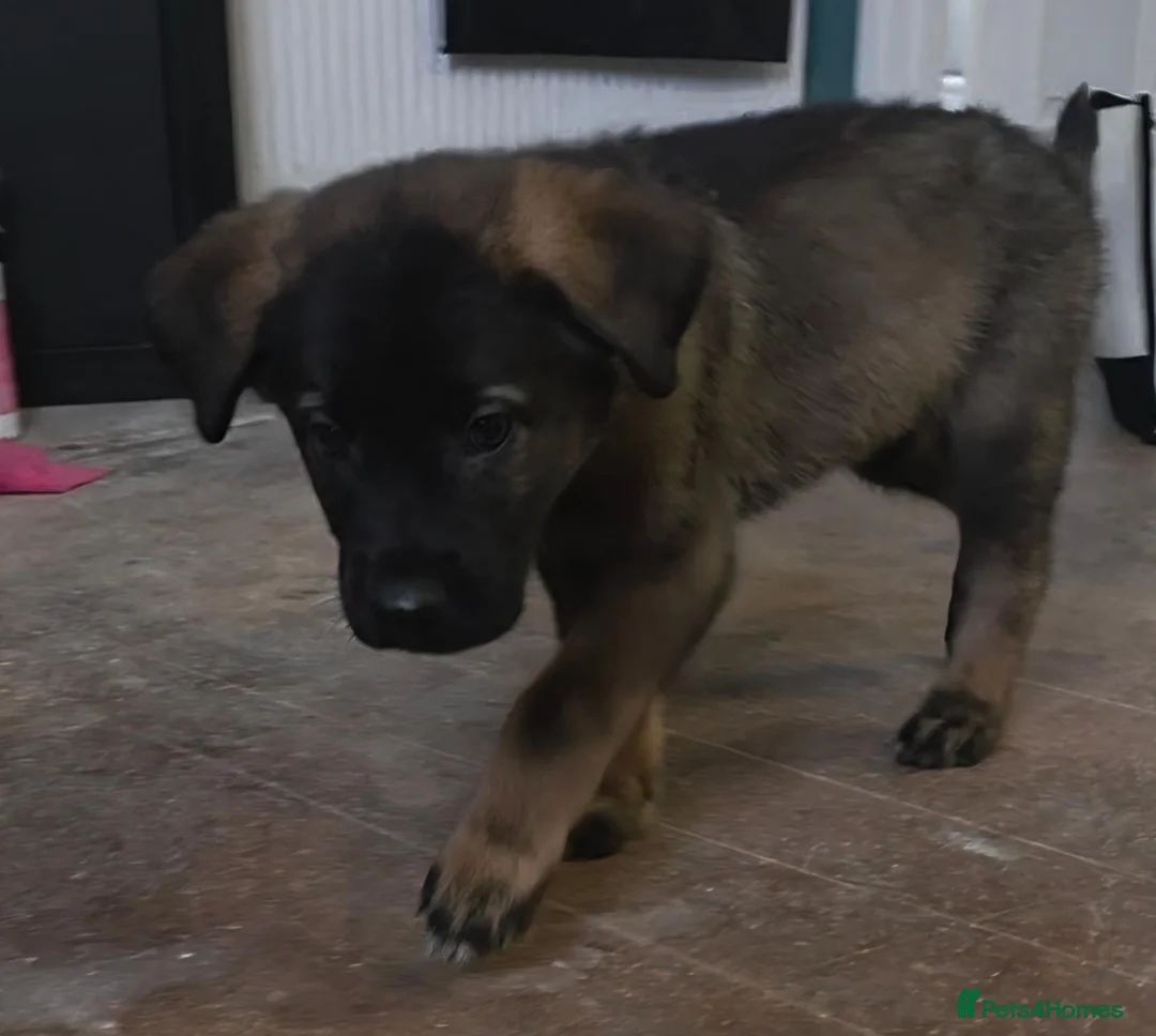 Mixed Breed dogs for sale: Caucasian shepherd cross puppies - Advert 4