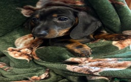 Dachshund dogs for sale: 5 stunning Dachshund puppies - Image 21