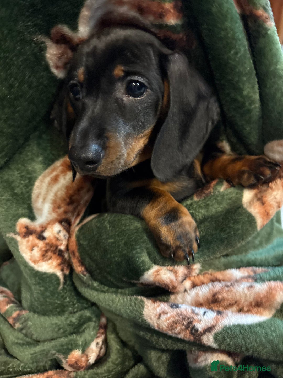 Dachshund dogs for sale: 5 stunning Dachshund puppies - Image 21