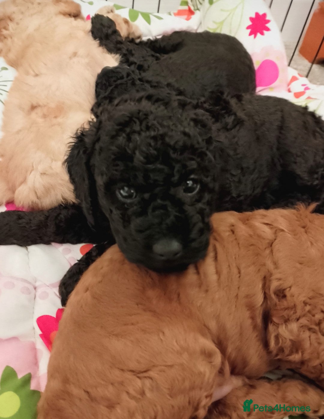 Miniature Poodle dogs *Last Puppy* Miniature Poodle *KC Registered* - Advert 13
