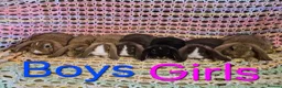 Mini Lop rabbits for sale: 7 Cute Baby Mini Lop Rabbits - Advert 2