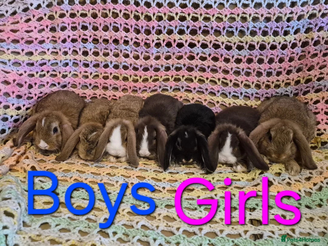 Mini Lop rabbits for sale: 7 Cute Baby Mini Lop Rabbits - Advert 2