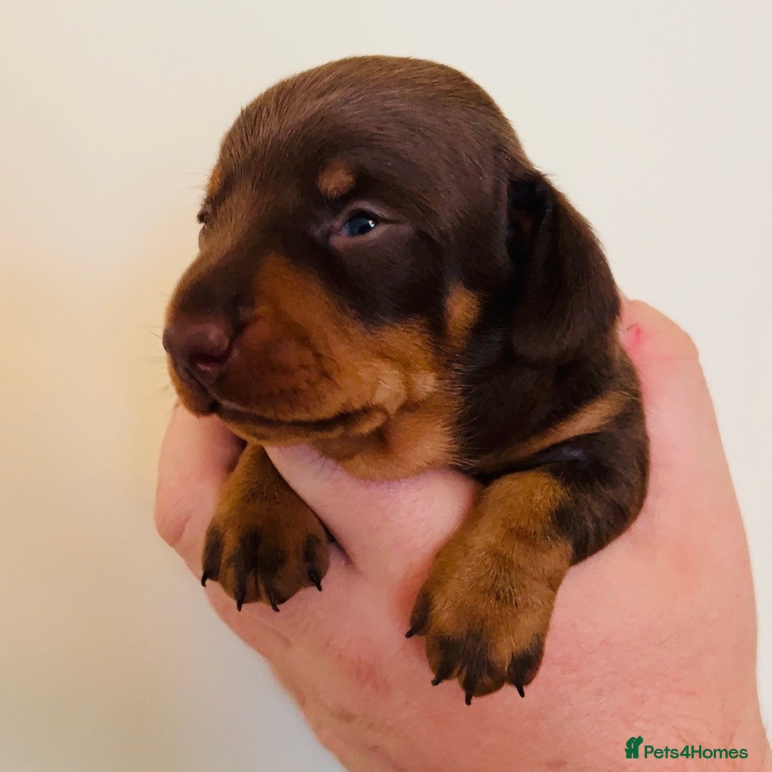 Miniature Dachshund dogs for sale: Beautiful healthy baby miniature dachshunds 🐾 - Image 3
