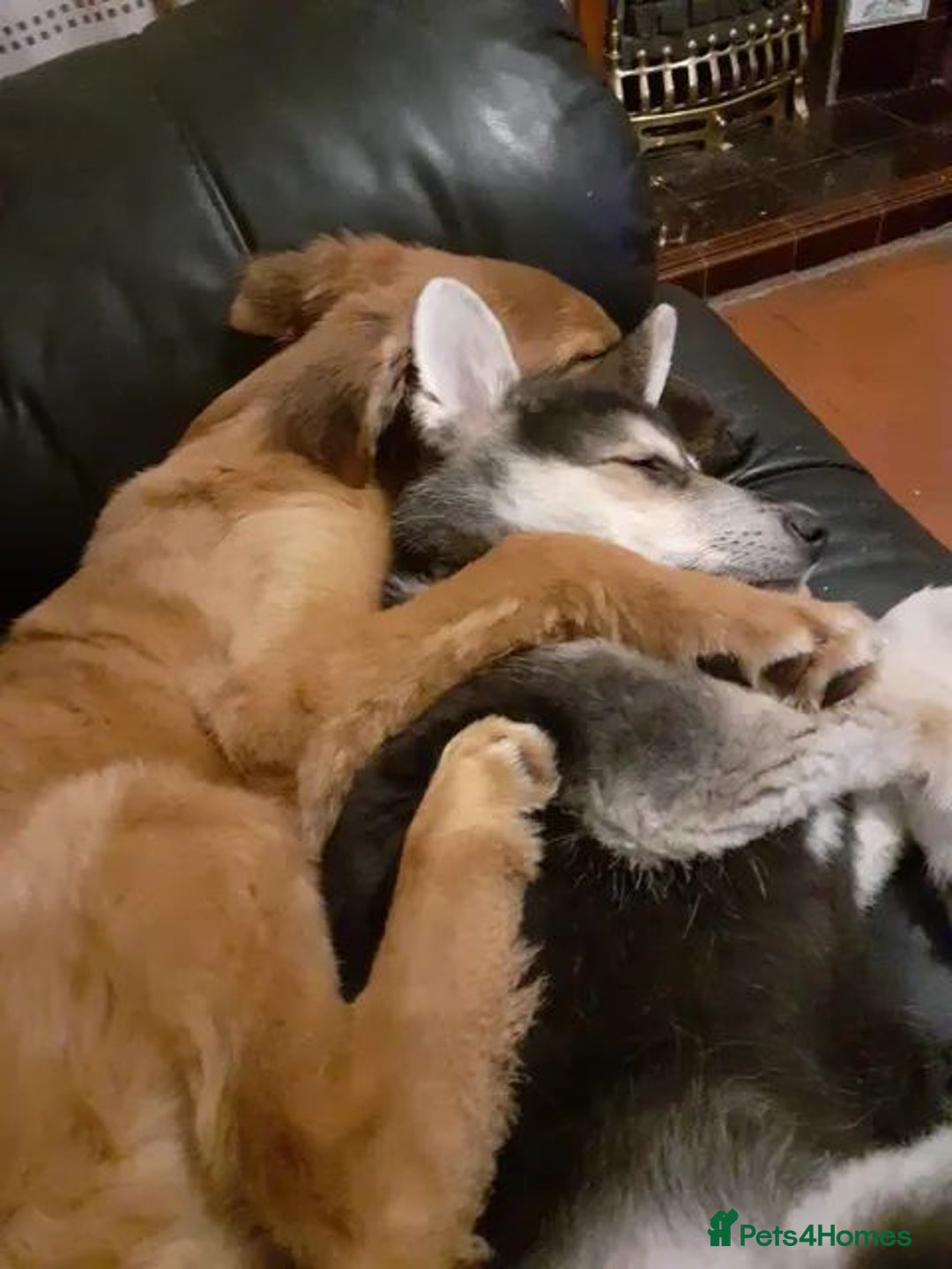 Shepsky dogs for sale: 14 week old husky cross German shepard male  - Advert 5