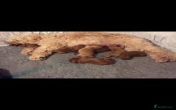 Miniature Poodle dogs for stud: Extensively Health Tested Deep Red Mini Poodle in Mansfield - Image 35