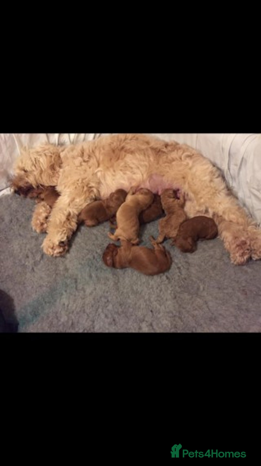 Miniature Poodle dogs for stud: Extensively Health Tested Deep Red Mini Poodle in Mansfield - Image 35